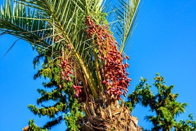 تفسير حلم الرطب ومعناه للرائي