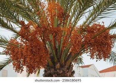 تفسير رؤية الرطب في المنام ومعناه