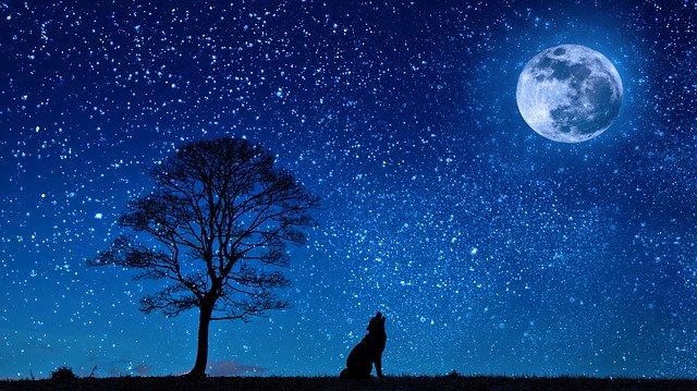 تفسير حلم الحيوانات للعزباء والمتزوجة والحامل – دلالات متعددة في المنام