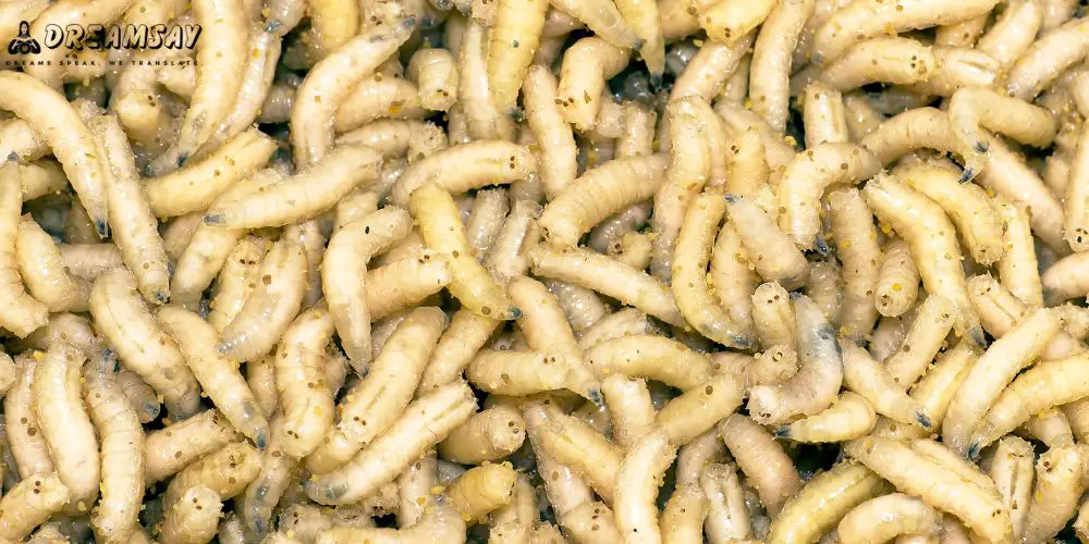 تفسير رؤية الدود في المنام ومعانيها المختلفة