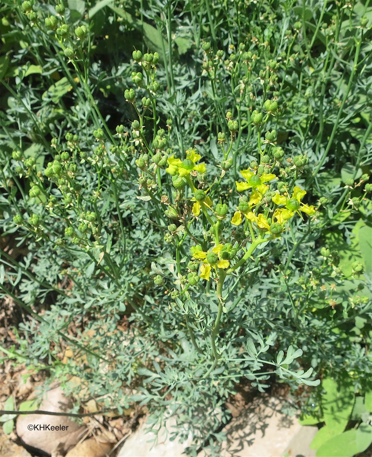 تفسير رؤية الرشاد في المنام