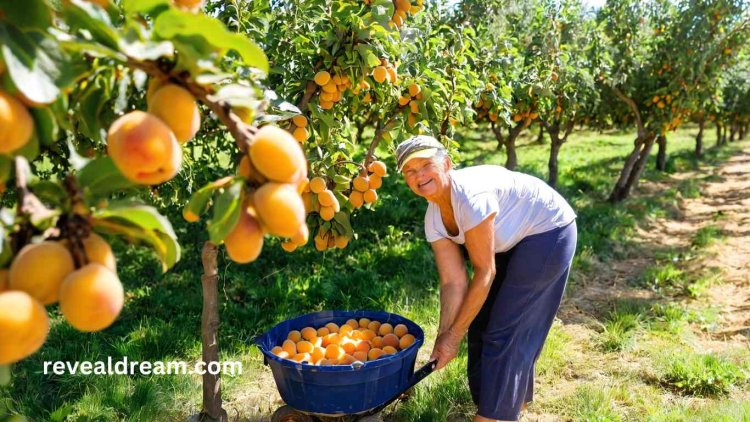 تفسير رؤية المشمش في المنام ومعانيها المختلفة