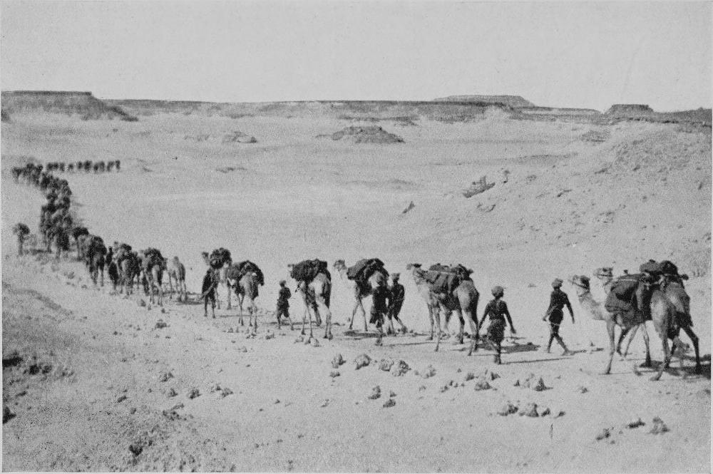 تفسير حلم ركوب الجمل: دلالات متعددة في المنام