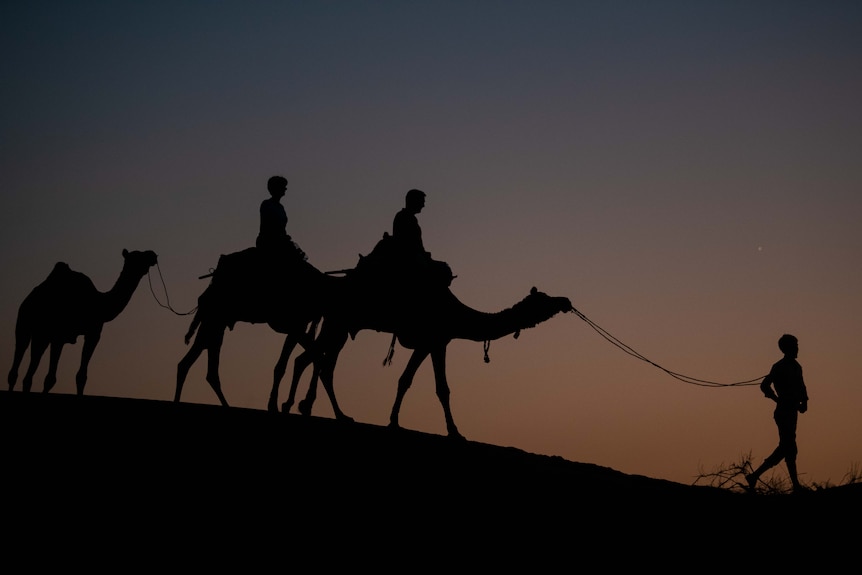 تفسير رؤية ذبح الجمل في المنام ومعناه بالتفصيل