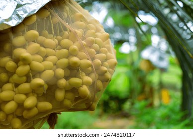 تفسير الأحلام: كل ما تحتاج معرفته عن رؤية النخل في المنام