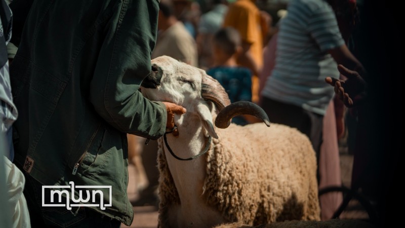 تفسير رؤية الأضحية في المنام