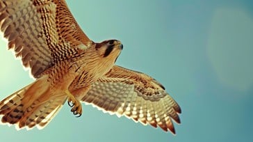 تفسير رؤية الصقر في المنام