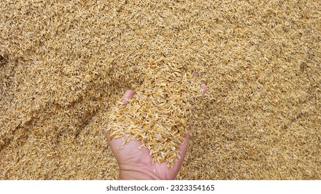 تجربتي مع رز العائلة ومميزاته