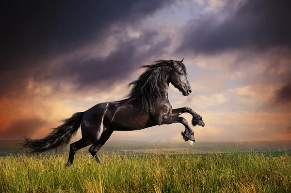 تفسير رؤية الخيل في المنام ومعانيها المختلفة